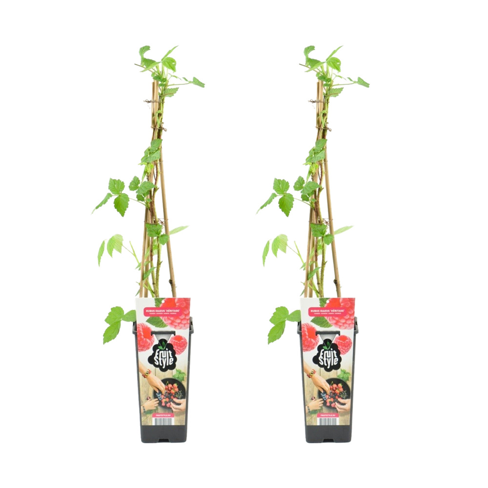 2x rubus idaeus 'héritage' - framboos plant - fruitplanten - tuinplanten - ⌀14 cm - hoogte 60-70cm