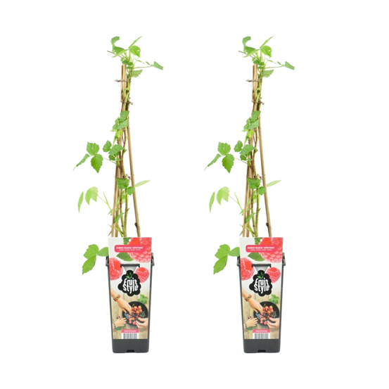 2x rubus idaeus 'héritage' - framboos plant - fruitplanten - tuinplanten - ⌀14 cm - hoogte 60-70cm