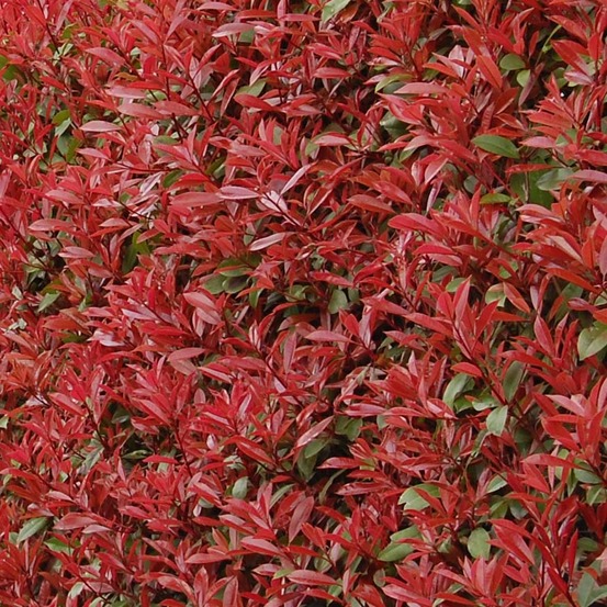 Photinia x fraseri 'carré rouge' pot de 7,5l/10l