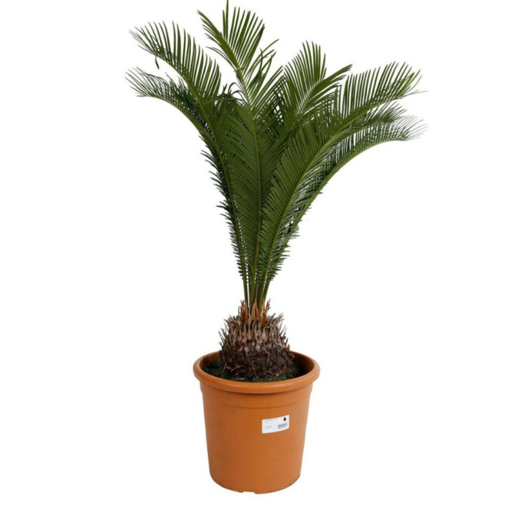 Cycas cycas revoluta 50/60 cm pot 9l