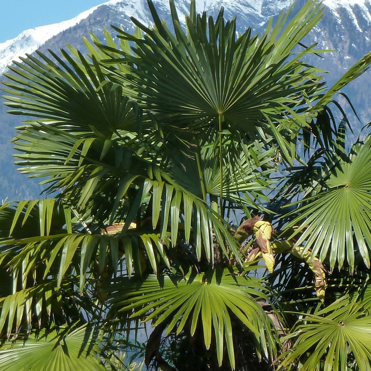 Palmier de chine fortunei/trachycarpus fortunei[-]pot de 45 l - tronc de 60 cm