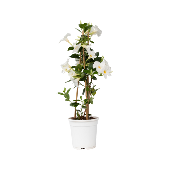 Dipladenia - mandeville 'rio white' - hauteur 60-70cm - ⌀17cm