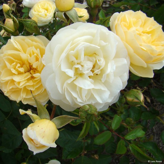 Rosier arbuste moschata 'la feuillerie' pot de 4l/5l