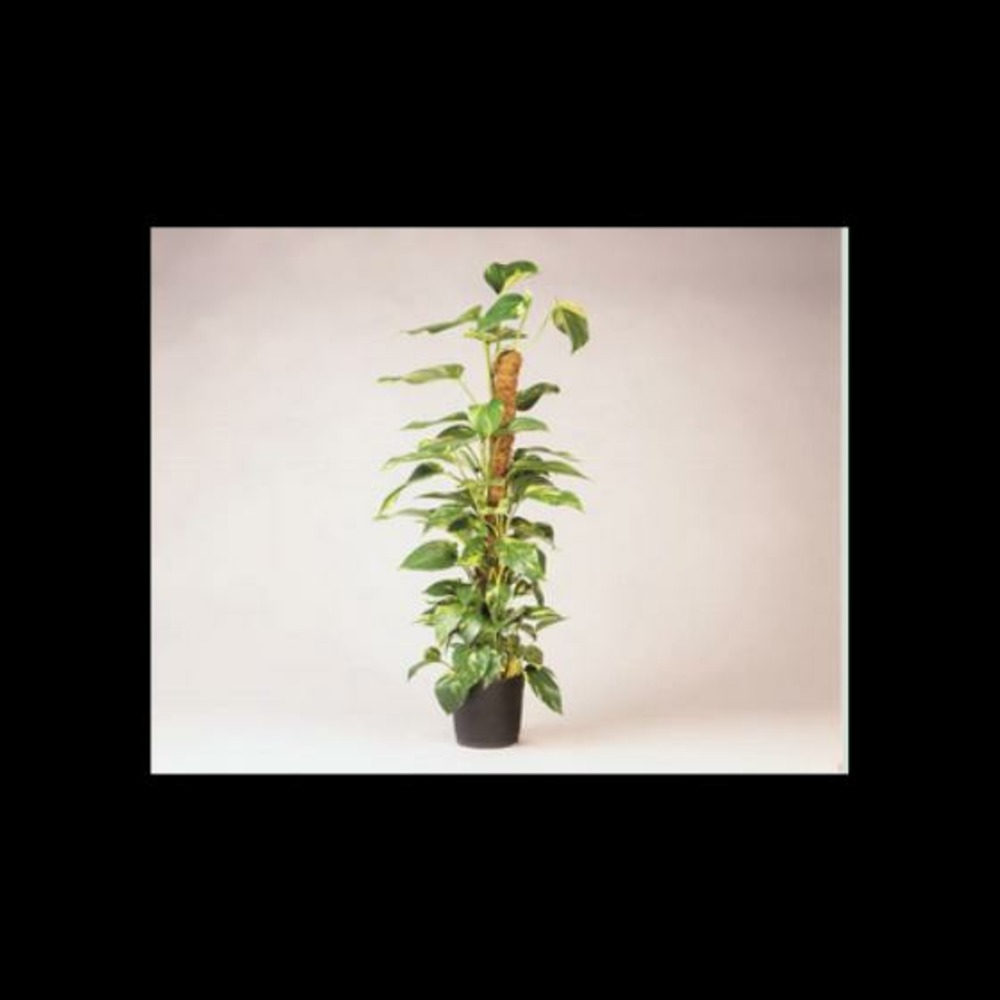 Tuteur en fibres de coco - h 90 cm x diam. 38 mm