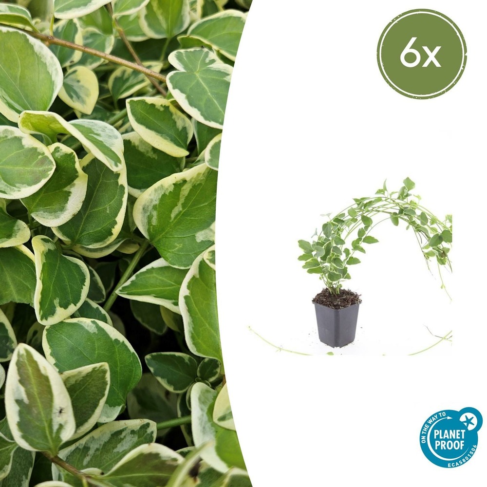 Grande pervenche 'variegata' x6 – entre 0,38 et 0,5m2