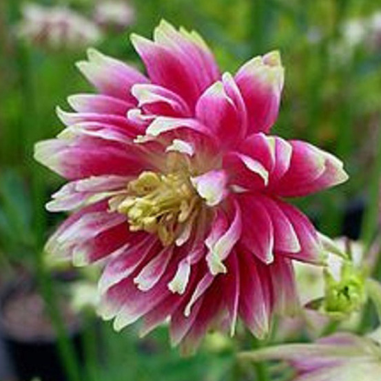 6 x ancolie 'nora barlow' - aquilegia 'nora barlow' - godet 9cm x 9cm