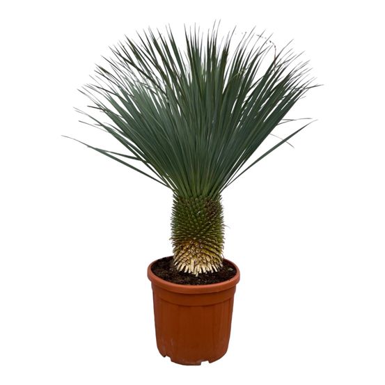 Yucca rostrata - h150-160 cm - ø50 cm
