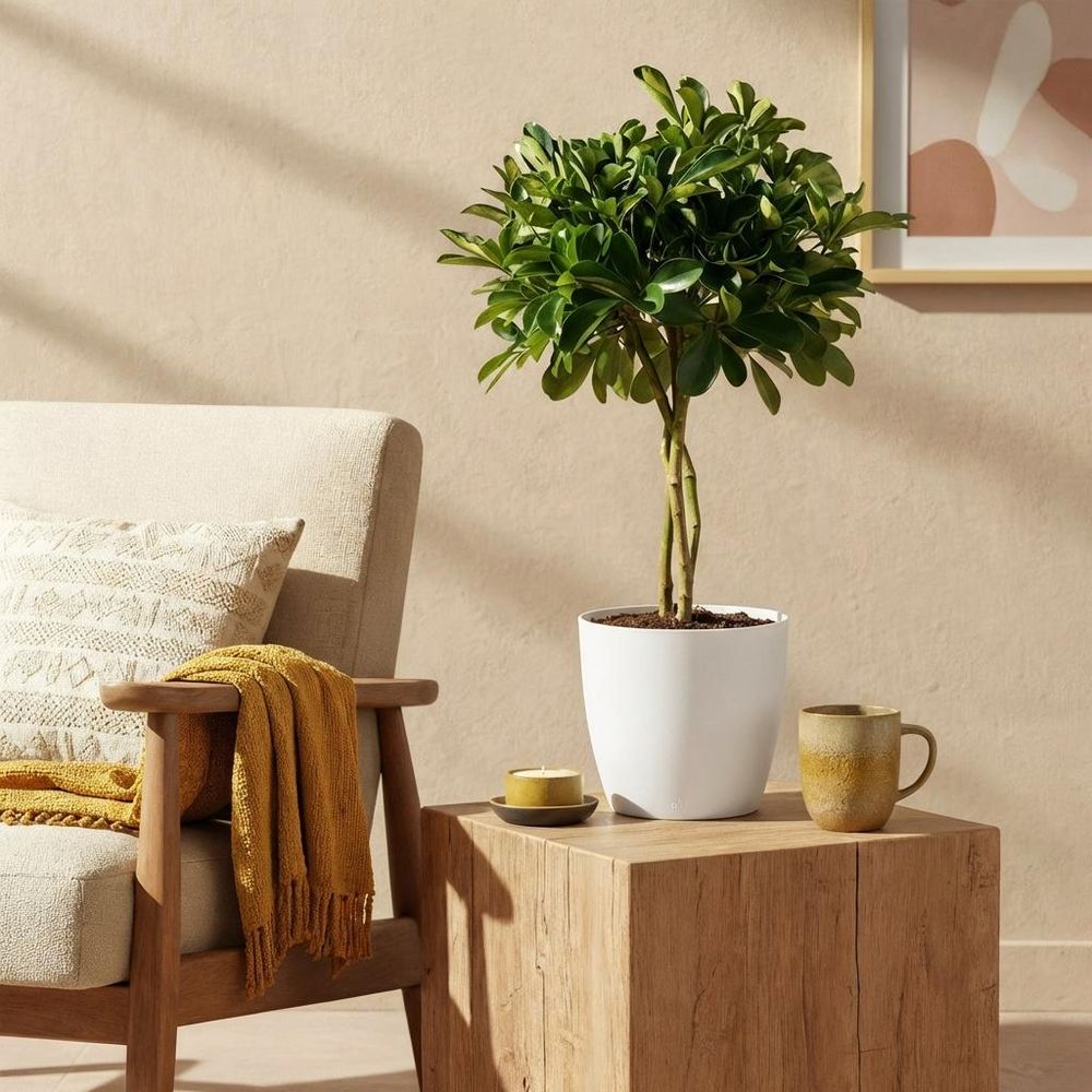 Schefflera gold capelle - pot de 21cm - hauteur 70-81cm