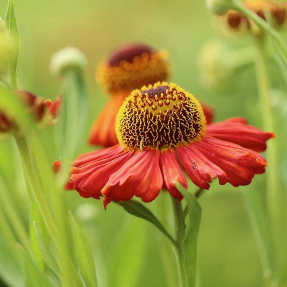 Hélénie moerheim beauty, helenium lot de 9 godets
