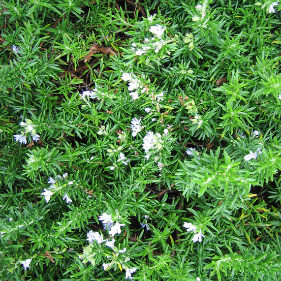 2 x romarin officinal 'prostratus' - rosmarinus officinalis 'prostratus' - 20-30 cm pot