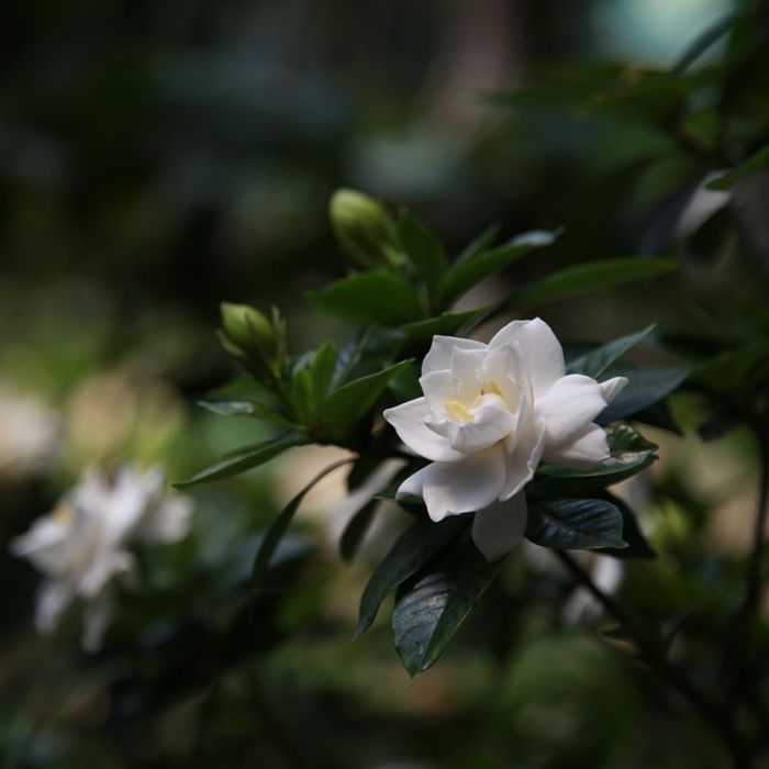 Gardenia (Gardenia jasminoides) : planter, cultiver, entretenir Gardenia (Gardenia jasminoides) : planter, cultiver, entretenir