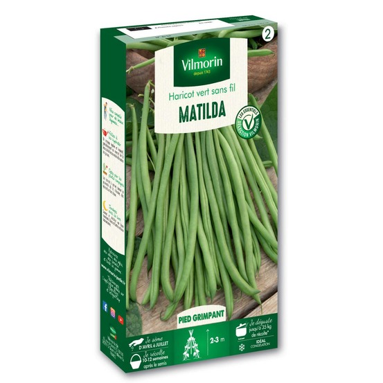 Graines de haricot mangetout matilda