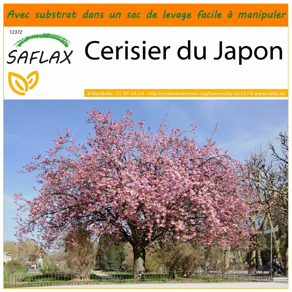 Garden in the bag - cerisier du japon - 30 graines - prunus serrulata