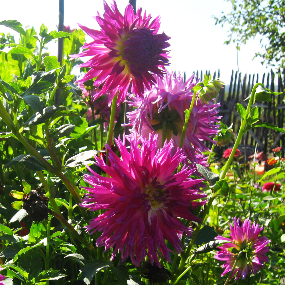 Dahlia gpe dentelles 'veritable' bulbe calibre i