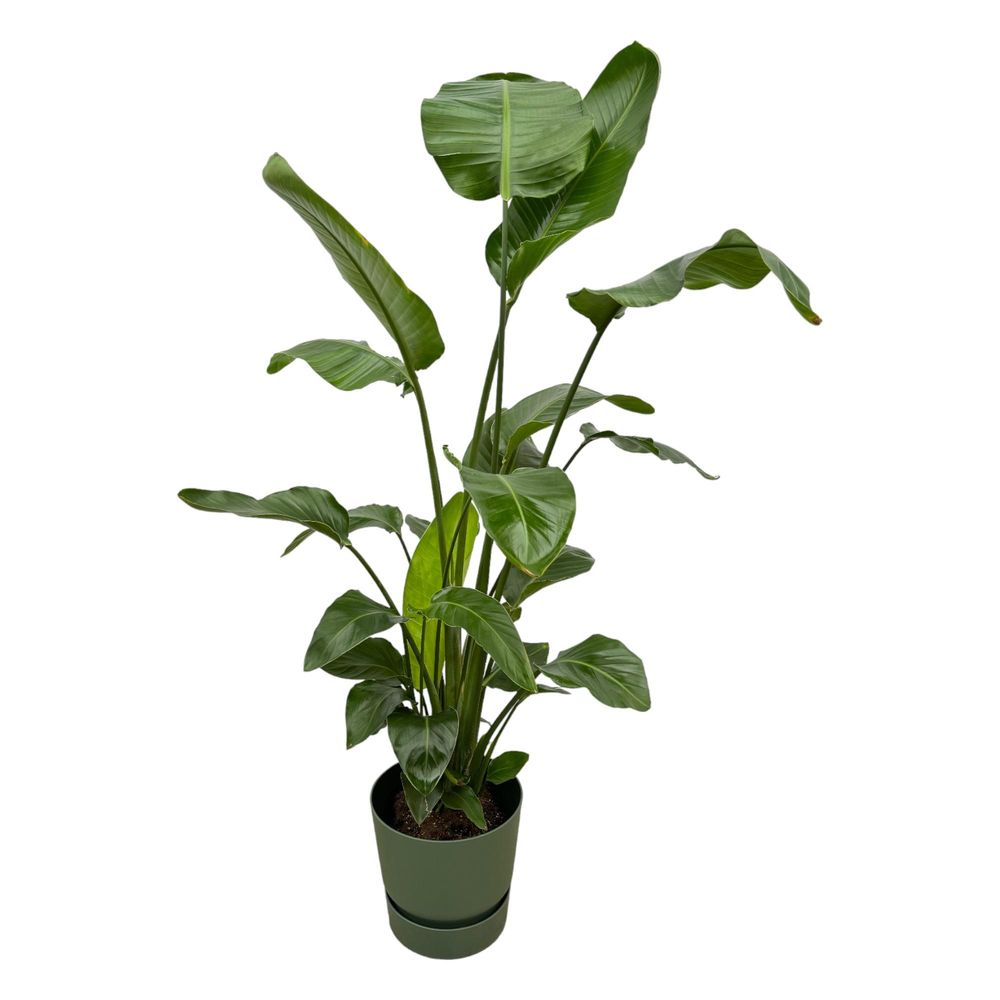 Strelitzia nicolai - plantes d'intérieur
