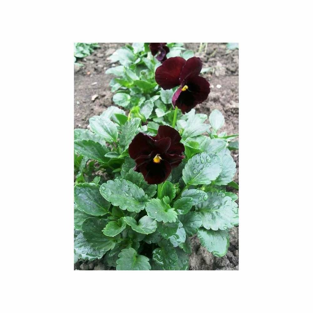 Pensée géante de suisse rouge lueur des alpes