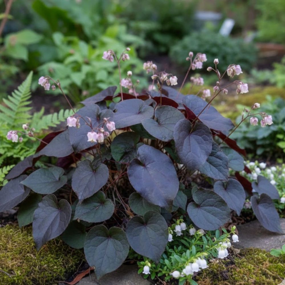 Fleur des elfes black sea, epimedium godet - 5/20 cm