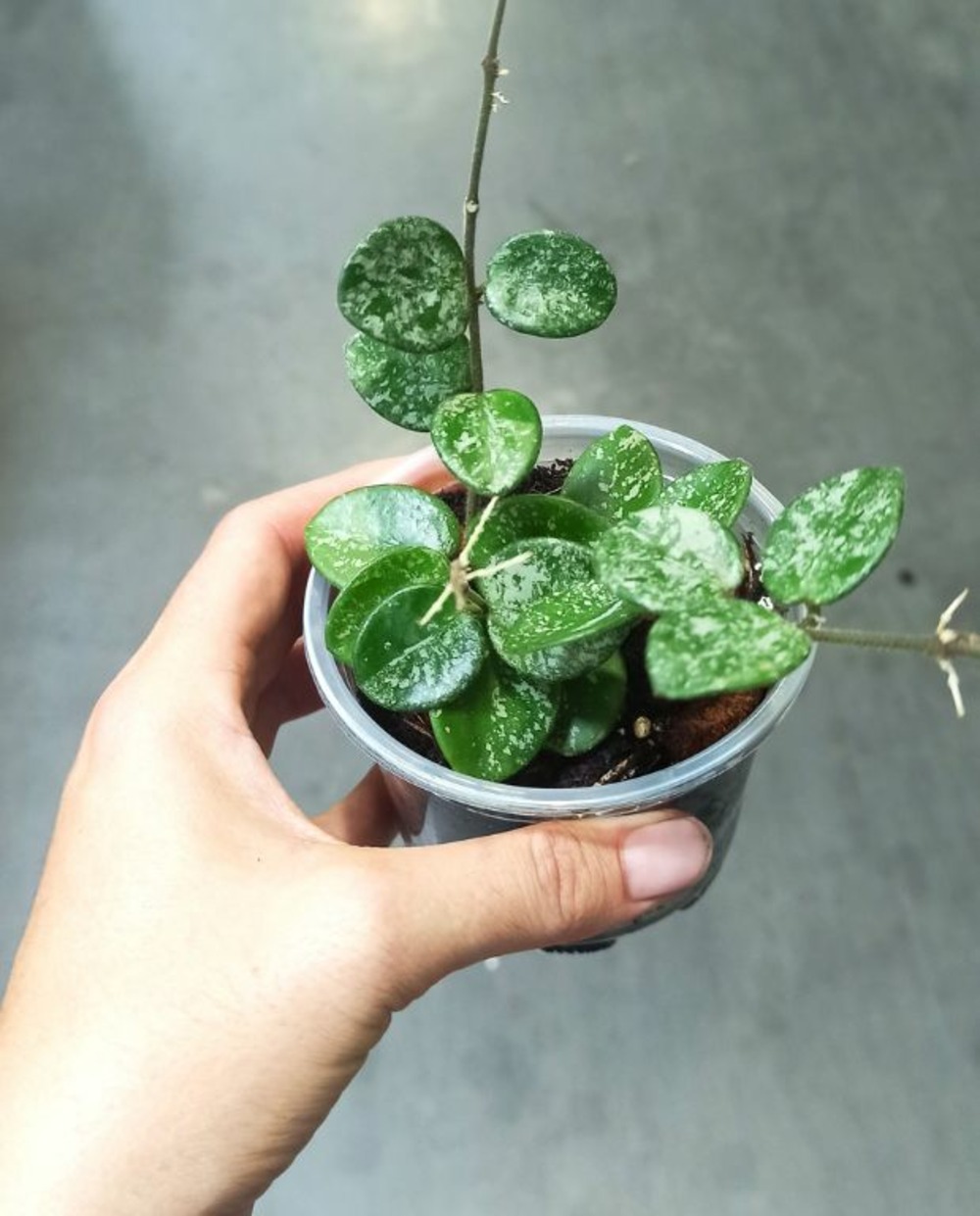 Hoya mathilde splash d. 6cm h. 15cm - plante d'intérieur