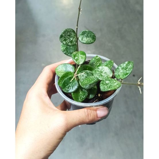 Hoya mathilde splash d. 6cm h. 15cm - plante d'intérieur
