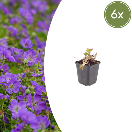 Géranium azur (geranium) 'azure rush' - 48