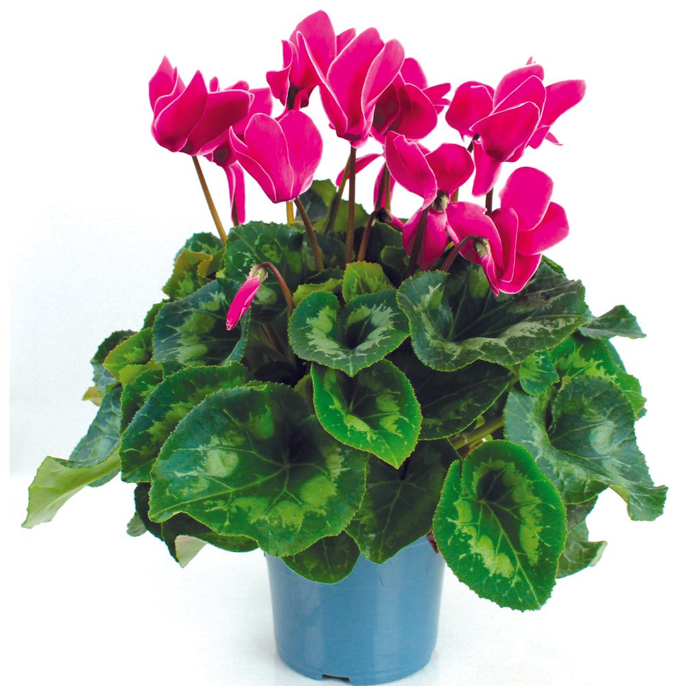 Cyclamen pot de 14 rose