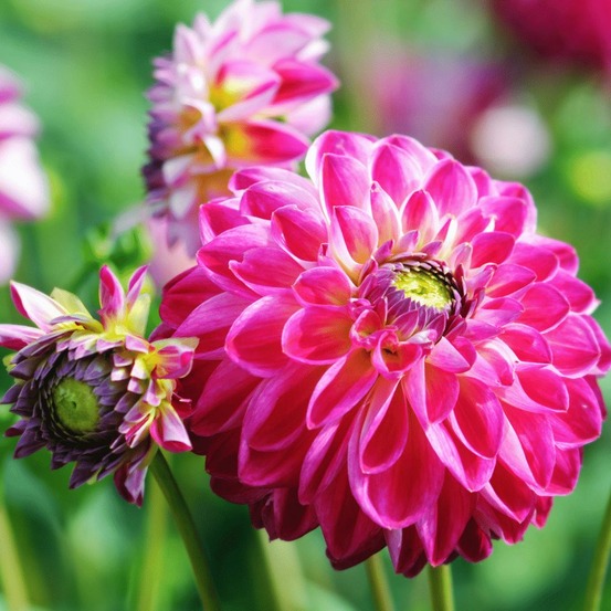 Dahlia little robert pétales ronds et frisés - coffret de 12 bulbes