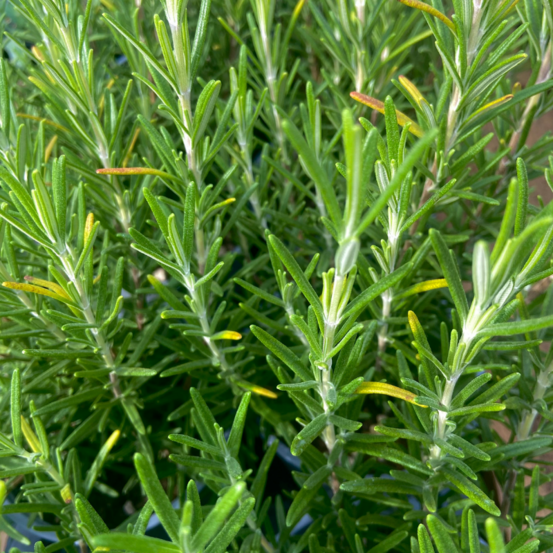 Plant romarin pépinière pot 1,5l
