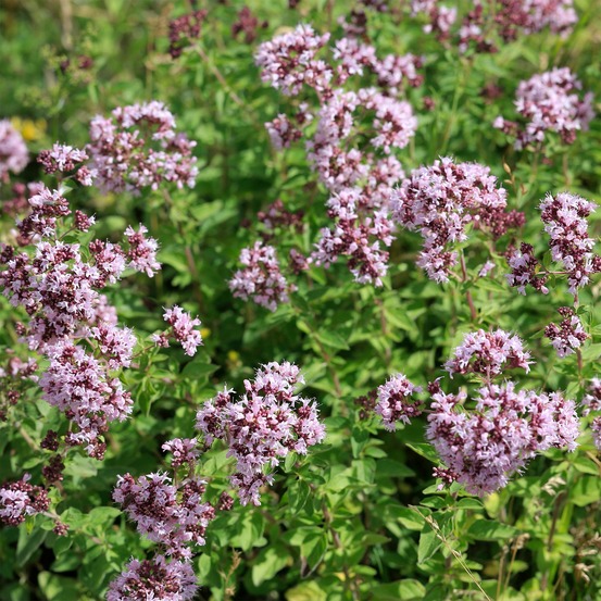 Origan commun - le pot / ø 9cm, vendu par lot de 2