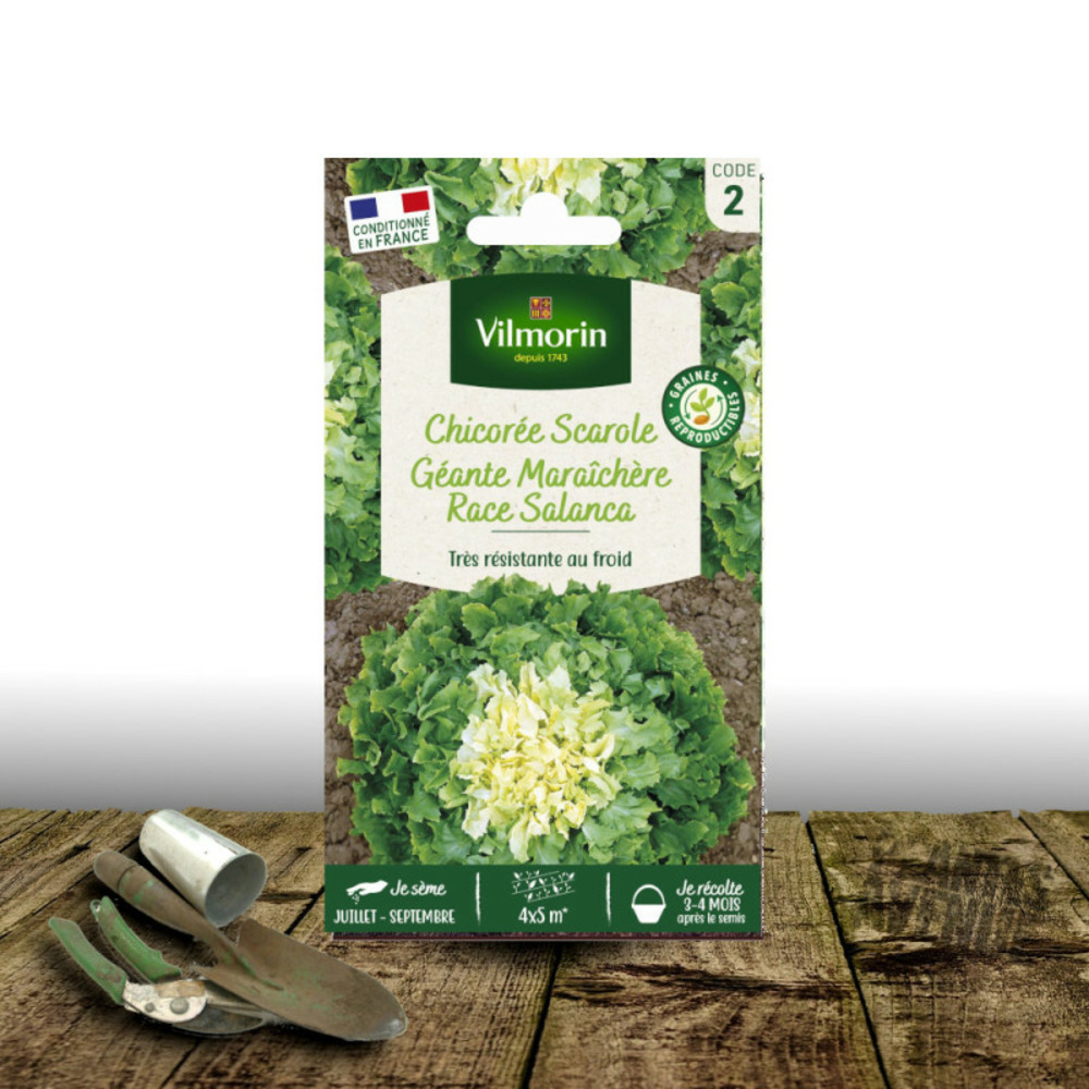 Graines de chicorée scarole géante maraîchère race salanca - vilmorin sachet