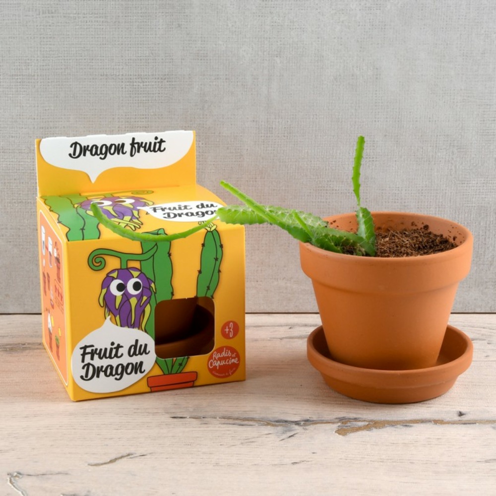 Kit pot terre cuite 8 cm - fruit du dragon