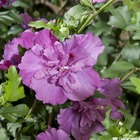 Hibiscus purple ruffle c.7,5l