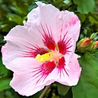 Althéa 'hamabo' (hibiscus syriacus hamabo) - godet 9cm