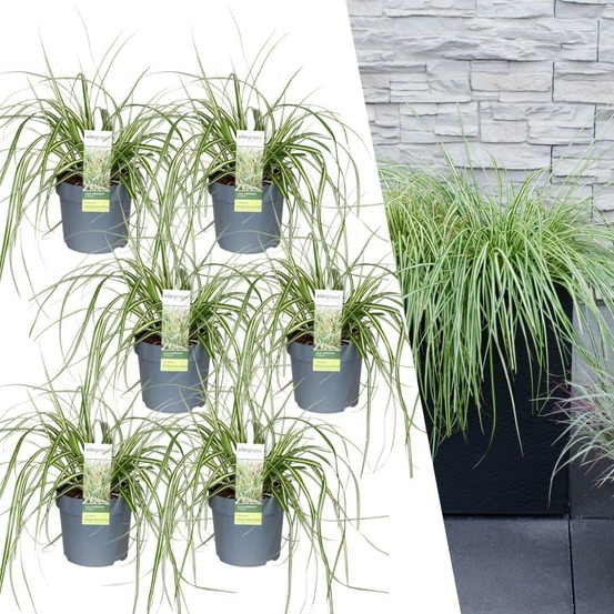 6 x carex hachijoensis 'evergold'