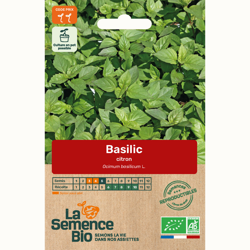 Basilic citron - graines bio