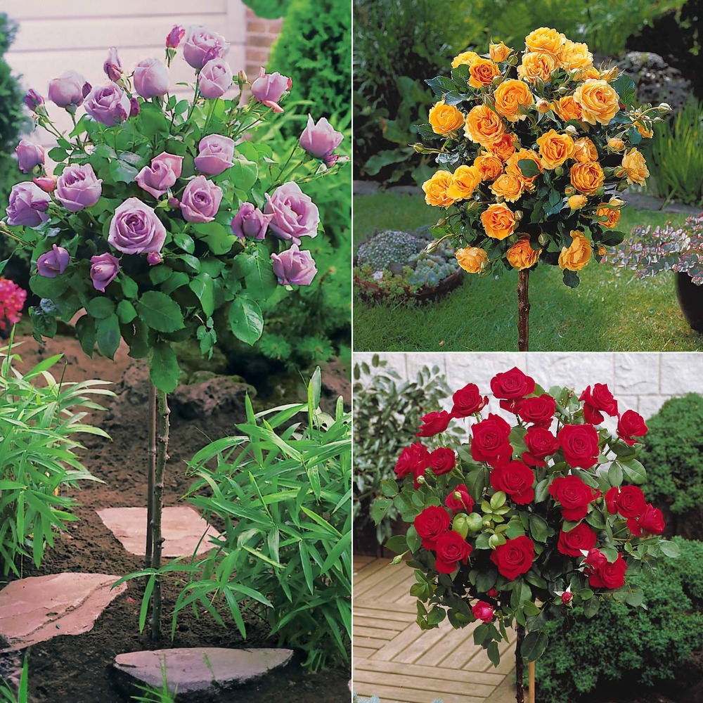 Collection de 3 rosiers tiges : walztime, sunsilk, dame de cœur - le paquet de 3 racines nues / tige 60cm