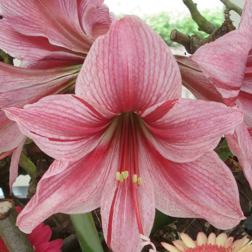 Amaryllis 'gervase' bulbe calibre 30/32