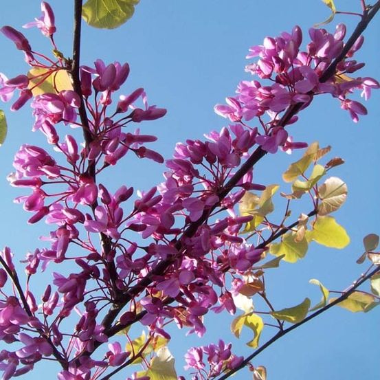 Arbre de judée pot de 20l/25l