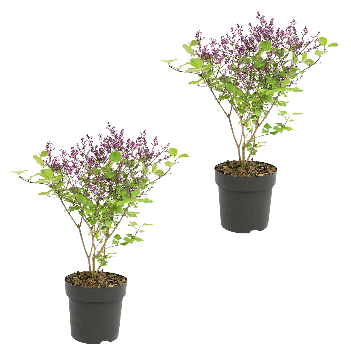 Lilas violet - syringa 'bloomerang dark purple'® 2 pièces - plante d'extérieur ?13 cm - ↕25-30 cm