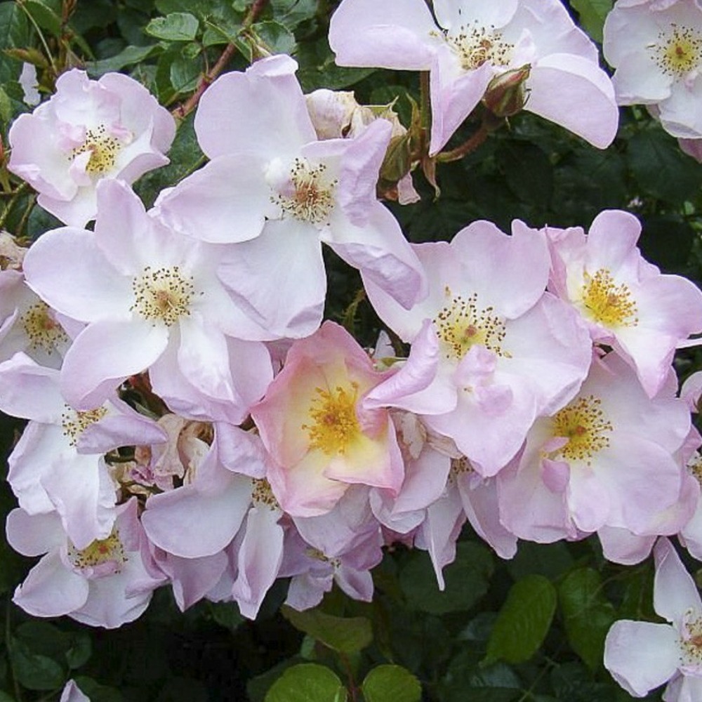 Rosier 'smarty ' pot de 4l/5l