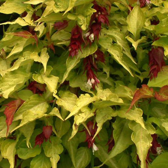 2 x arbre aux faisans - leycesteria formosa 'golden lanterns' - 40-50 cm pot