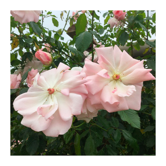 Rosier grimpant rose pâle grimpant sur le cerisier® evegriceri