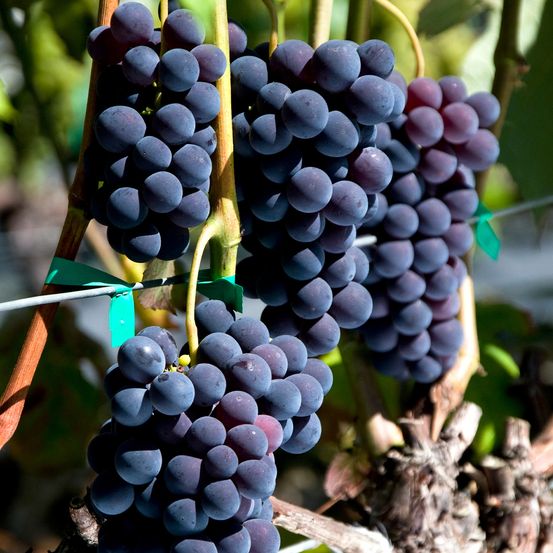 Vigne 'venus ' pot de 1,5l/2l