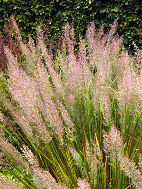 Calamagrostide brachytrica godet de 8/9 cm