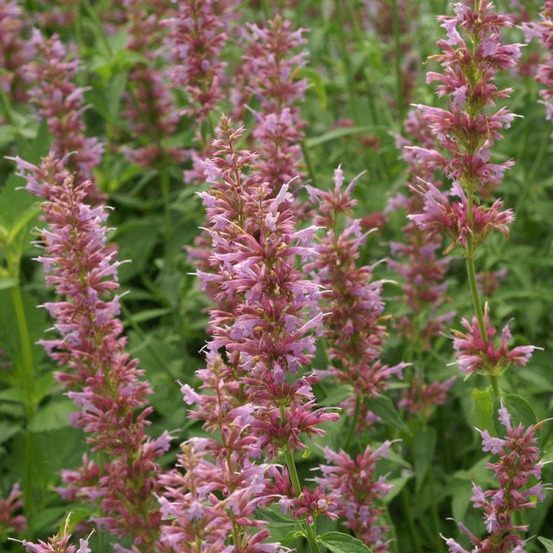 Agastache ayala lot de 9 godets
