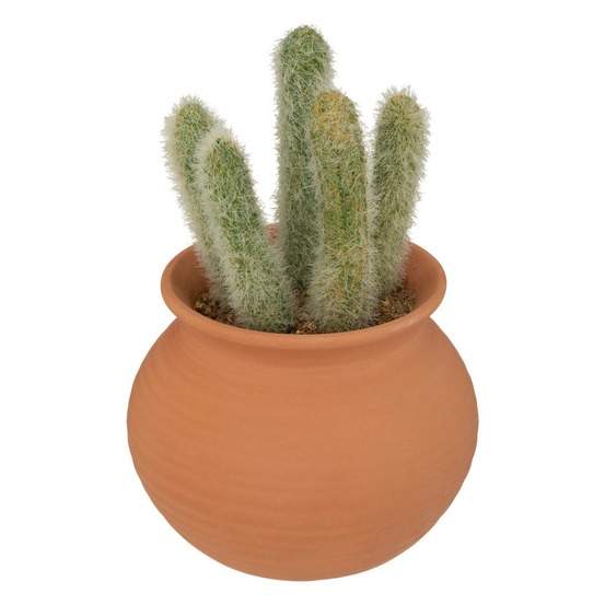 Cactus en pot