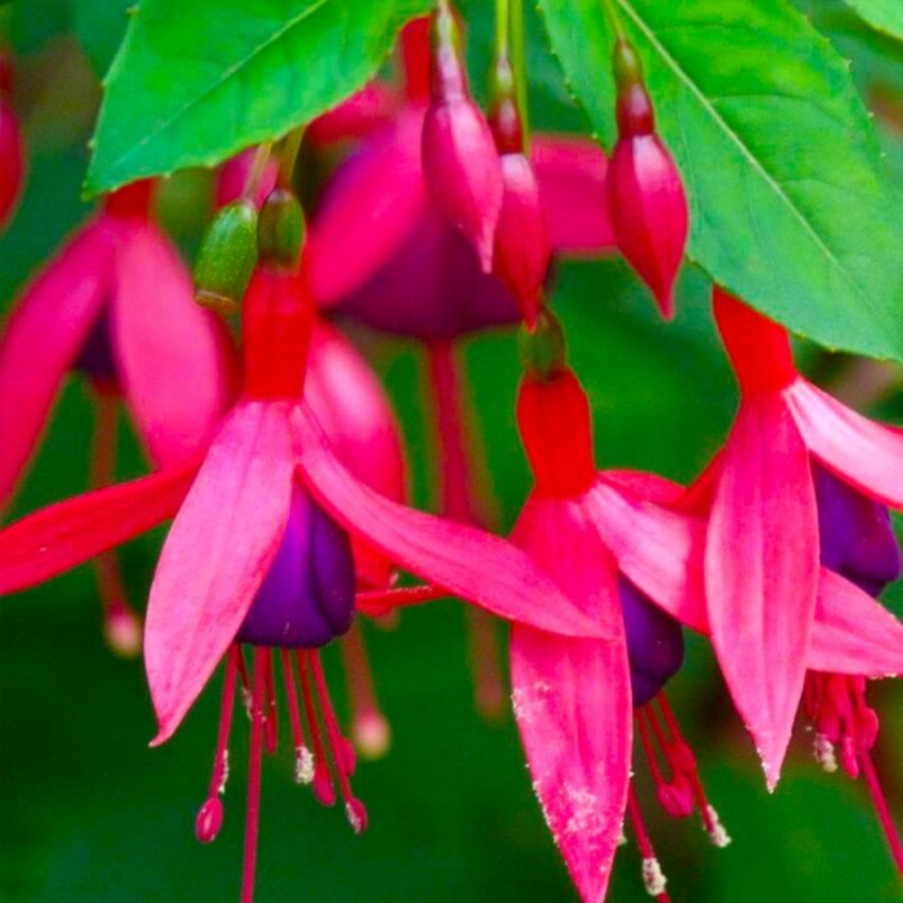 Fuchsia 'bernisser hardy' (fuchsia 'bernisser hardy')