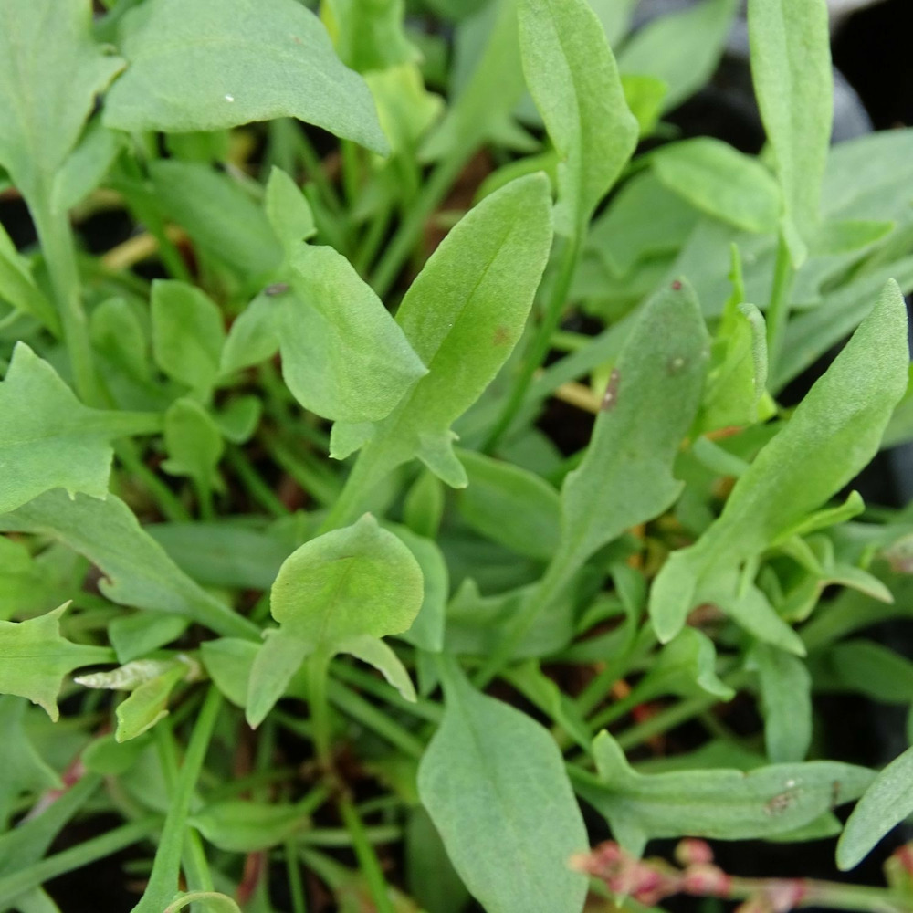 Petite oseille - sans traitement godet - 5/20 cm