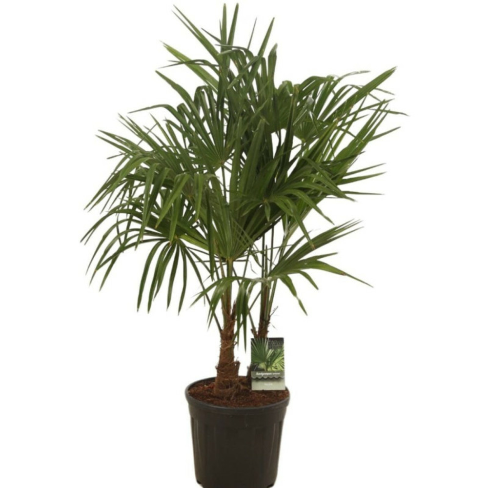Palmier chanvre trachycarpus fortunei 100 à 120 cm pot 10l 2 troncs