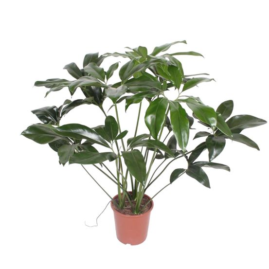 Philodendron green wonder - plantes d'intérieur
