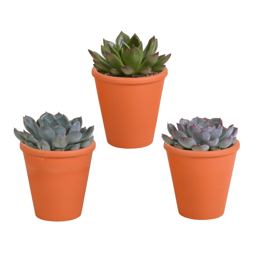 Trio d'echeveria et leurs caches-pots terracotta h15cm - plantes d'intérieur